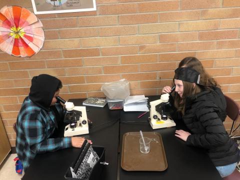 students using microscopes